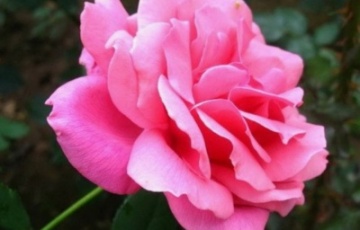 Роза — королева цветов, символ любви и поклонения